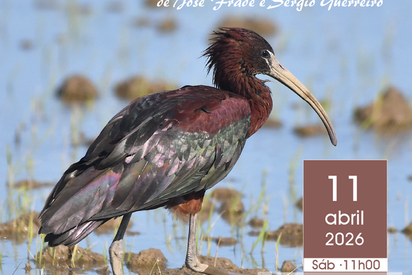 as_aves_da_lagoa_de_melides