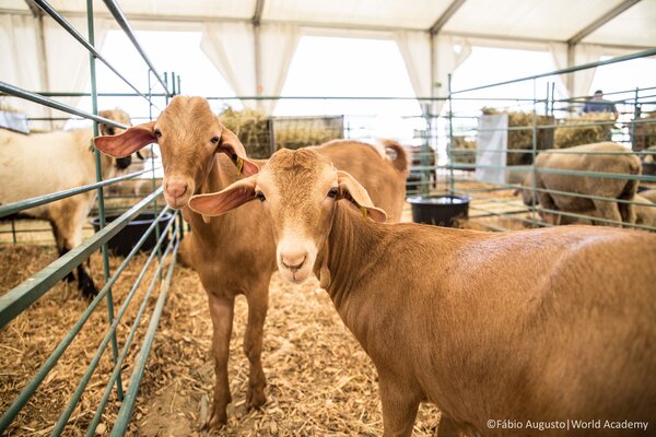 FeiraGrandola-_Tenda_Animal_-_foto_F_bioAugusto