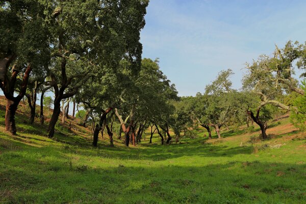 Serra_de_Gr_ndola19