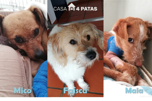 atropelados_casa4patas