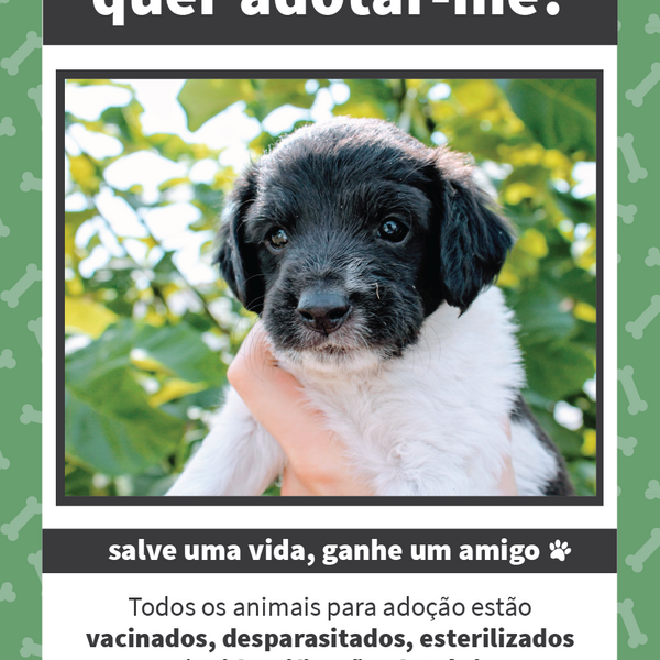 Adoção de Animais