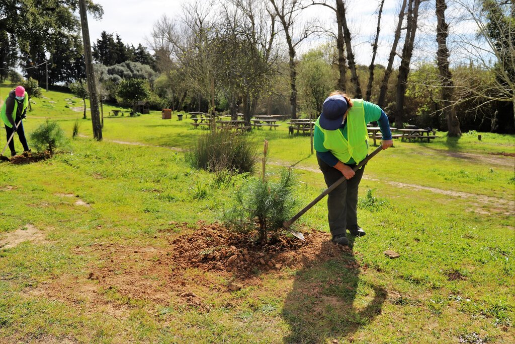 Grândola assinala Dia Internacional da Floresta e dia da árvore com plantação de pinheiros no Eco...