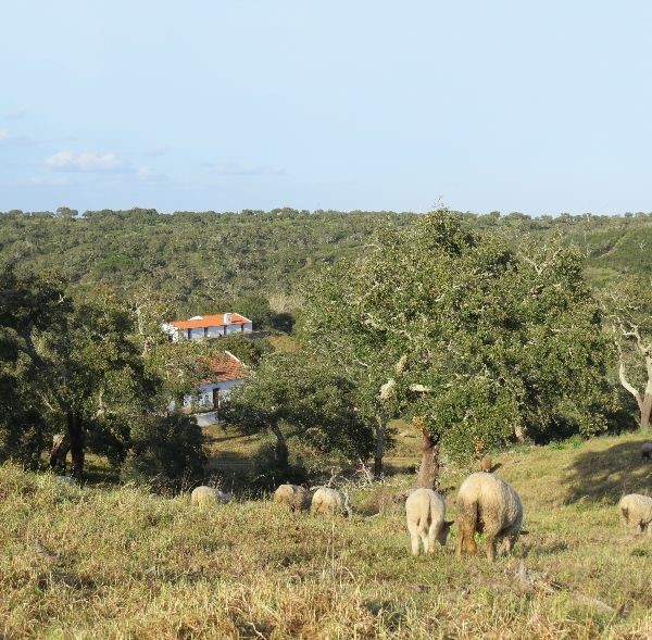Políticas públicas para o ambiente em debate em Grândola, no Dia Mundial do Ambiente