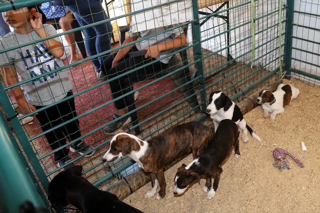 Campanha de adoção de animais promovida durante a Feira de Agosto foi um sucesso