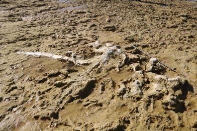 Fósseis descobertos na Praia da Galé pertencem a baleias com 10 milhões de anos