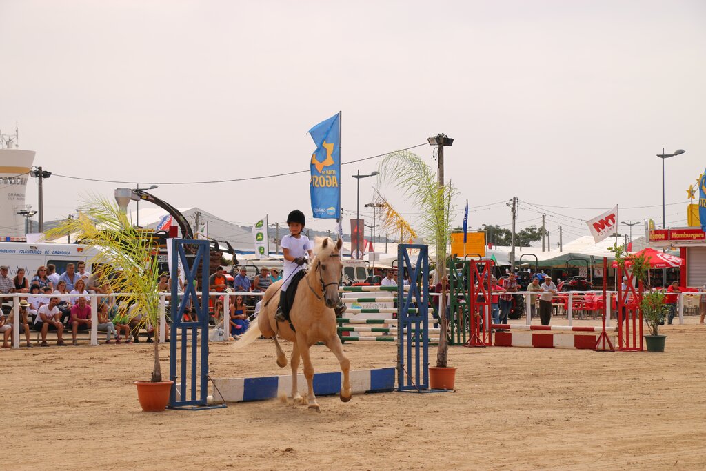 Feira de Agosto: Festival Hípico assinala 20 edições