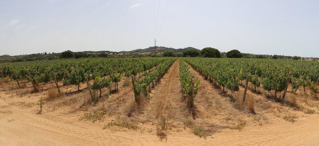 A Vinha e o Vinho em Destaque na Feira de Agosto