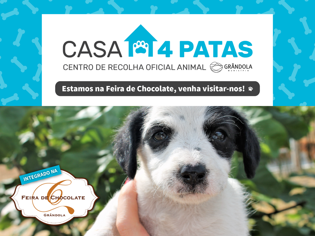 Campanha de adoção na feira do chocolate!